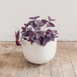 Oxalis Triangularis